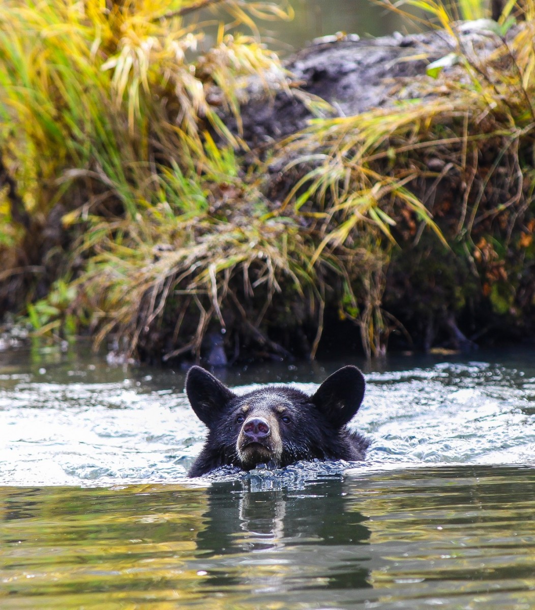 Black bear conservation